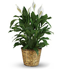 Simply Elegant Spathiphyllum - Large Cottage Florist Lakeland Fl 33813 Premium Flowers lakeland